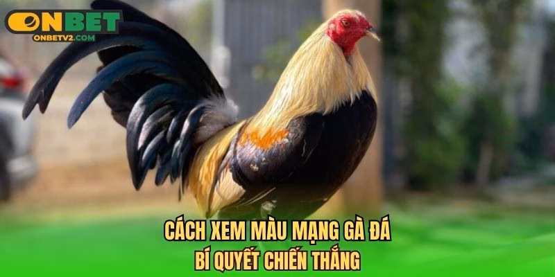 cách xem màu mạng gà đá